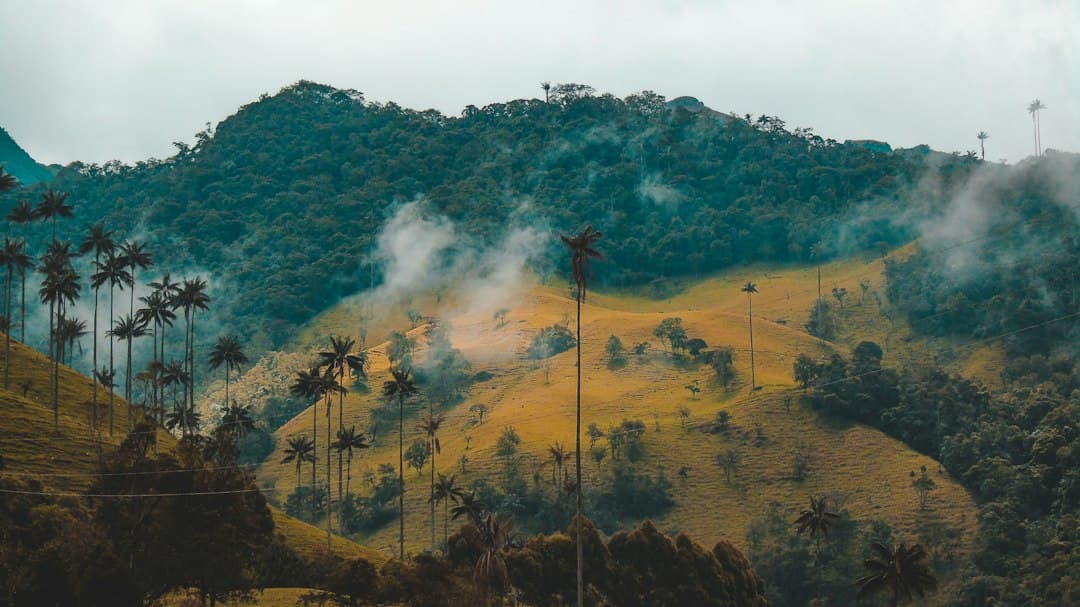 Misty Colombian mountain landscape with rolling green hills, palm trees and tropical vegetation.