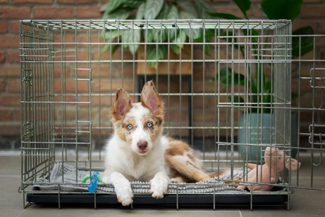 Brown and white dog sitting comfortably in an open metal travel crate with room to spare.