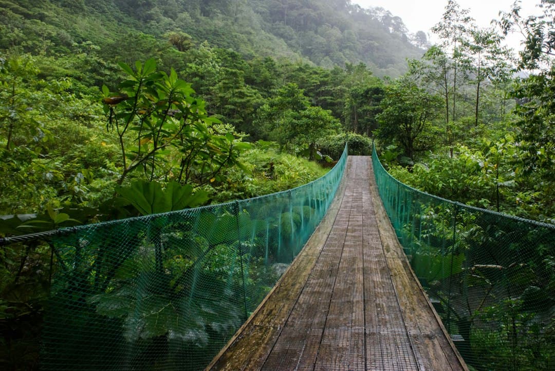 Suspension bridge crossing the canopy of the dense tropical rainforest of Costa Rica.