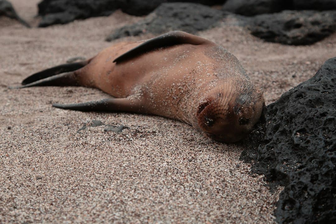 Galápagos sea lion sleeping on a sandy beach with volcanic rocks nearby