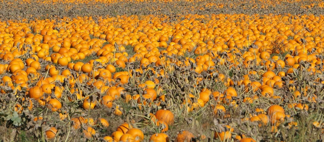 Vaste champ de citrouilles avec des centaines de courges orange parmi les vignes desséchées et la paille.