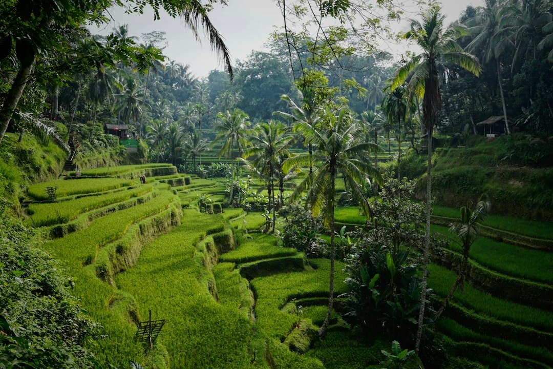 Convertirse en nómada digital en Indonesia: lo esencial para empezar