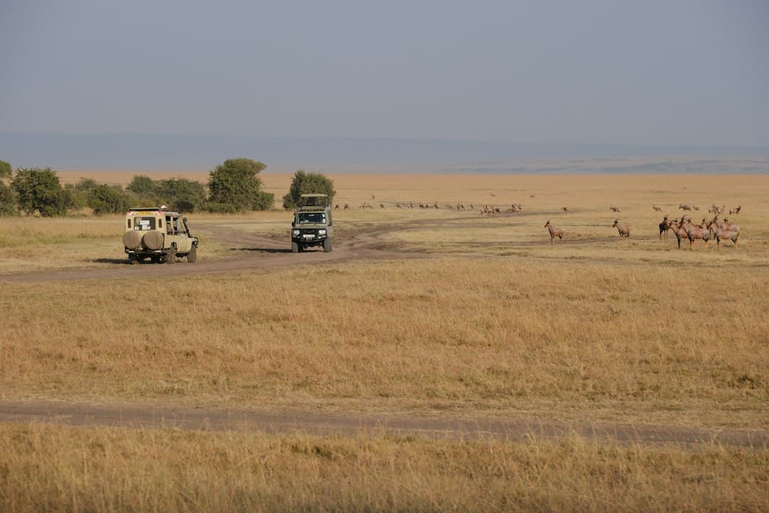 Safari vehicles observing wildlife on the Masai Mara savanna with acacia trees and grazing animals.