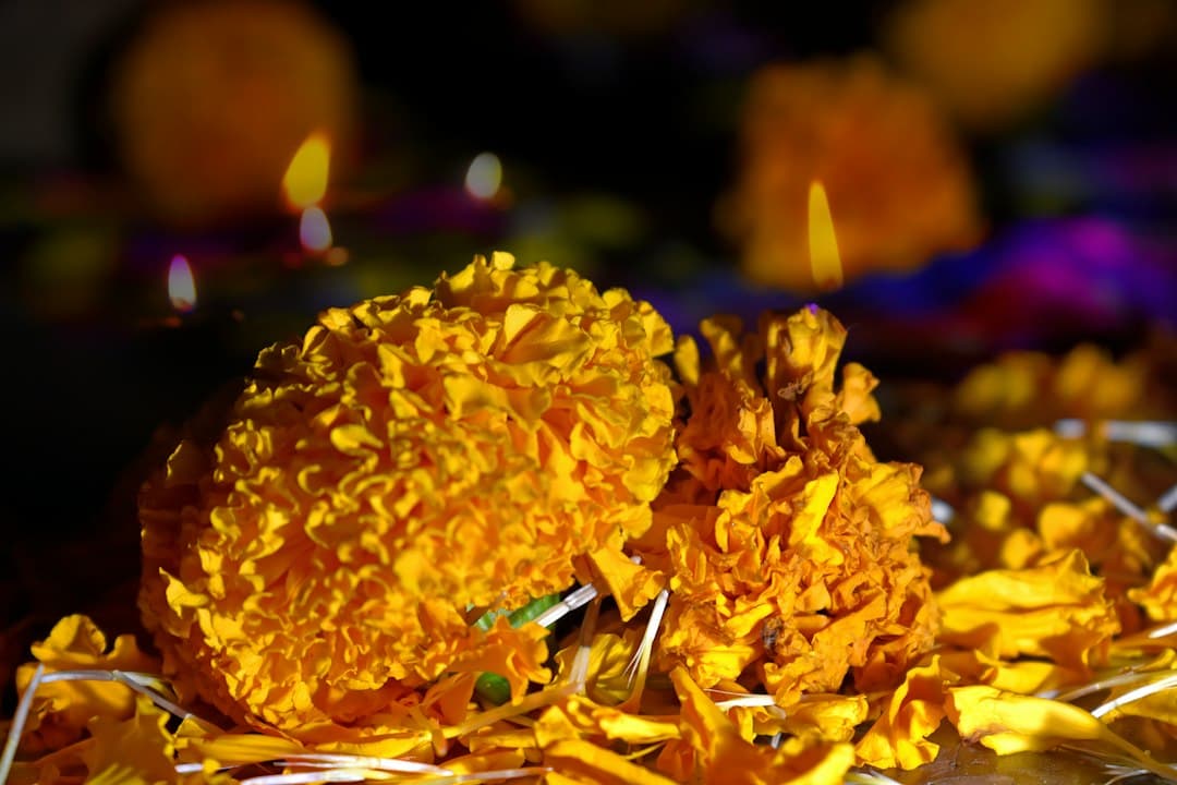 Yellow marigolds with blurred lit candles in the background for a Día de Muertos offering.